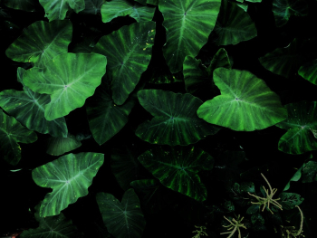 Green Tarot Plant Green Tarot Plant
