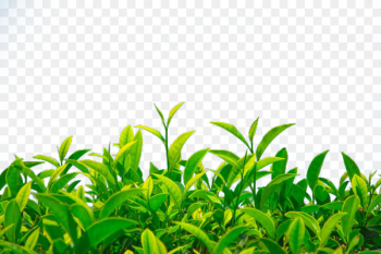 Green tea Camellia sinensis - green tea 