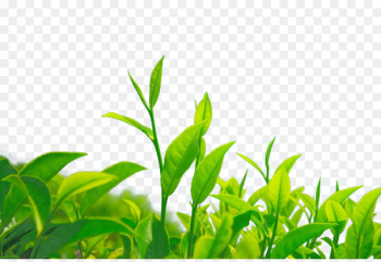 Green tea Chrysanthemum tea Leaf Camellia sinensis - green tea 