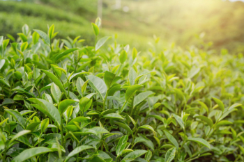 Green tea leaf background in tea plantations. Free Photo Green tea leaf background in tea plantations. Free Photo