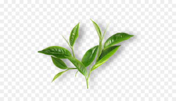 Green tea Matcha Leaf Breakfast - tea green Green tea Matcha Leaf Breakfast - tea green
