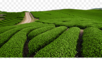 Green tea Tieguanyin White tea Chinese tea - Green tea field green tea 