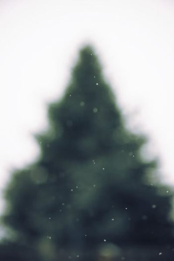 green tree green tree