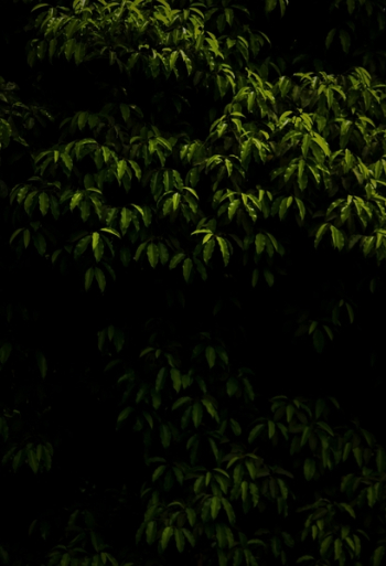 Green Tree Green Tree