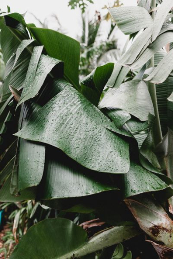 green tree green tree