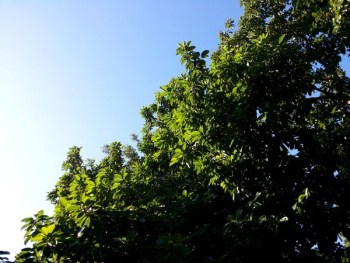 green tree green tree