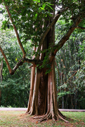 Green Tree Green Tree