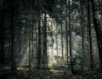 Green Tree Forest Green Tree Forest