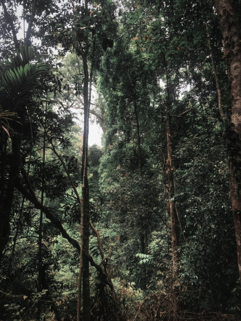 Green Tree Forest Scenery Green Tree Forest Scenery