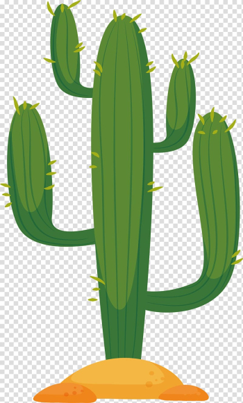 Green tree illustration, Cactaceae Cactus in the desert Euclidean , Desert cactus transparent background PNG clipart