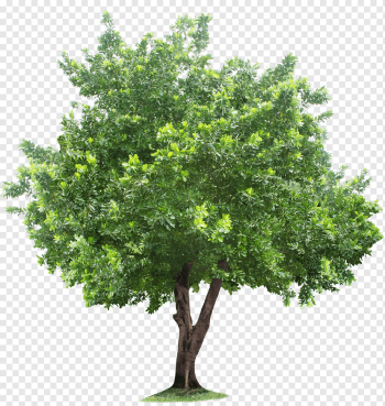 green tree illustration, Tree Root, tree, leaf, tree Branch, branch png green tree illustration, Tree Root, tree, leaf, tree Branch, branch png