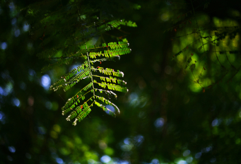 Green Tree Leaf Green Tree Leaf