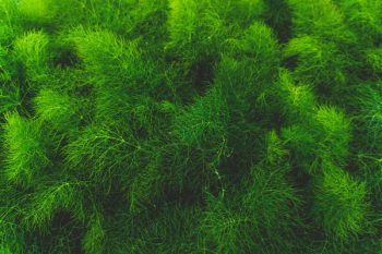 green tree leaves green tree leaves