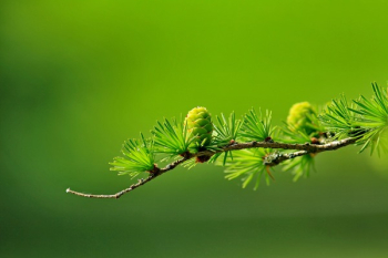 Green Tree Plant Leaves Green Tree Plant Leaves