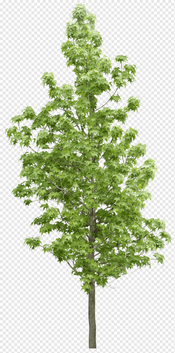 green tree, Tree Forest Vegetation, Forest trees, leaf, tree Branch, branch png