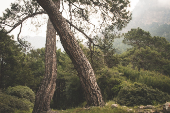 Green Trees