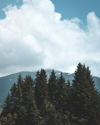 Green Trees Green Trees
