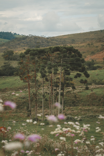 Green Trees