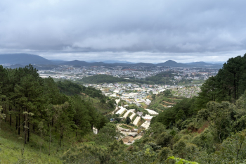 Green Trees Across Gray Clouds