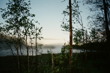Green Trees Across Gray Clouds