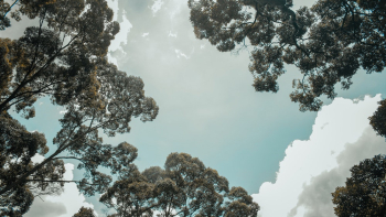 Green Trees and Clouds