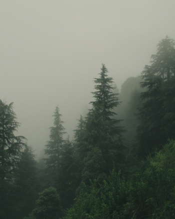 Green Trees and Trees Painting