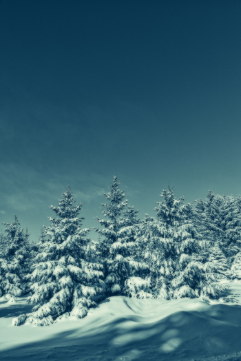 Green Trees Covered With Snow Green Trees Covered With Snow