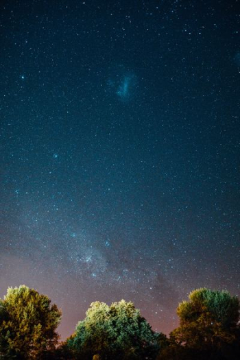 green trees under blue sky with stars green trees under blue sky with stars