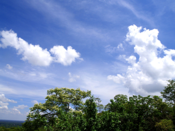 Green Trees Under White Clouds