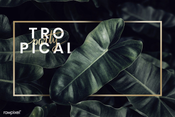 Green tropical background | Free stock psd mockup - 599747 Green tropical background | Free stock psd mockup - 599747