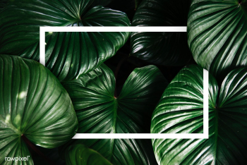 Green tropical background | Free stock psd mockup - 599788