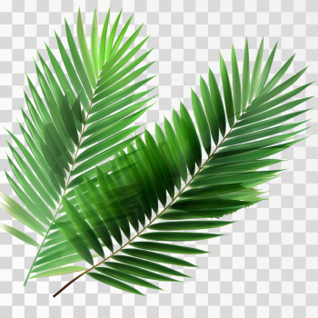 Green tropical leaves PNG transparent background