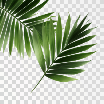 Green tropical leaves PNG transparent background