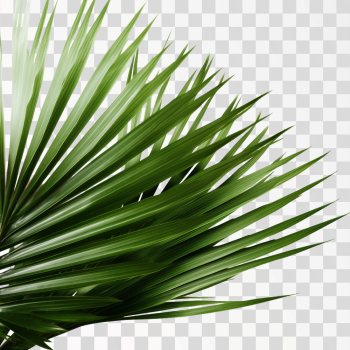 Green tropical leaves PNG transparent background