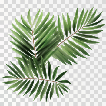 Green tropical leaves PNG transparent background