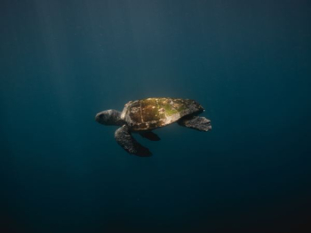 green turtle swim down green turtle swim down