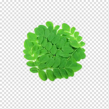 Green vegetable, Drumstick tree Powder The Non-GMO Project Leaf Genetically modified organism, moringa transparent background PNG clipart