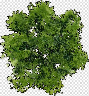 Green vegetable illustration, Tree, A top view of a green tree transparent background PNG clipart