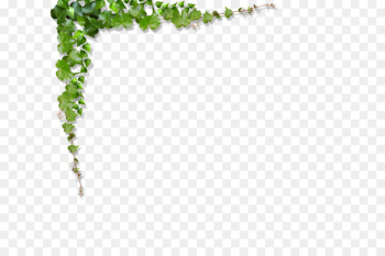 Green Vine Leaf - Green leaves, vines climb the wall Green Vine Leaf - Green leaves, vines climb the wall