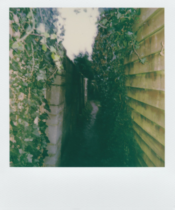 Green Vines on Wall Green Vines on Wall