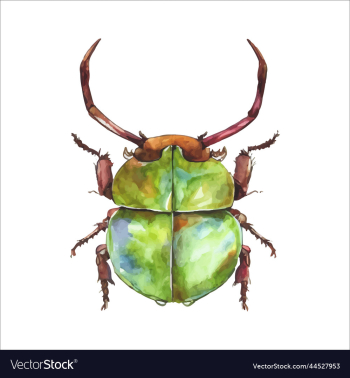 green watercolor beetle watercolor green watercolor beetle watercolor
