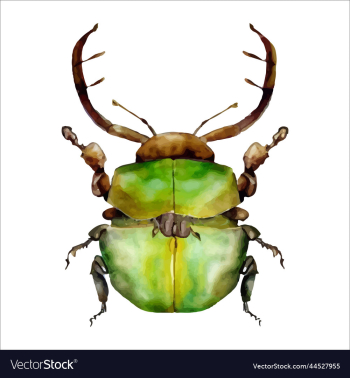 green watercolor beetle watercolor green watercolor beetle watercolor