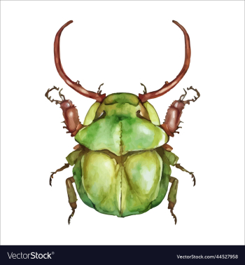 green watercolor beetle watercolor green watercolor beetle watercolor