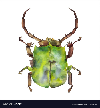 green watercolor beetle watercolor green watercolor beetle watercolor