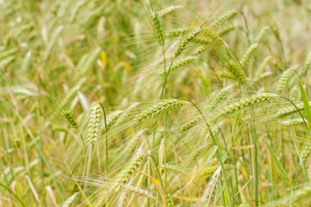 green wheat green wheat