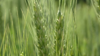 Green Wheat Green Wheat