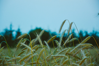 Green Wheat Field Green Wheat Field