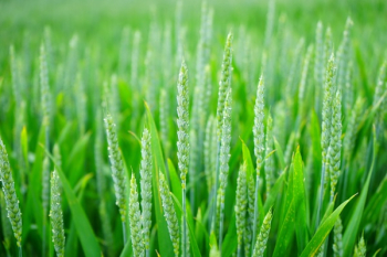 Green Wheat Field Green Wheat Field