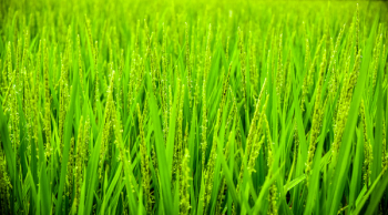 Green Wheat Field during Daytime Green Wheat Field during Daytime