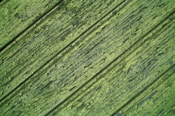 Green Wood Plank Green Wood Plank